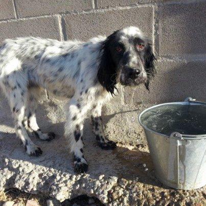Foto: fecha entrada: 21-06-12 fecha nacimiento: de 2010 aprox. raza: setter sexo: hembra tamaño: mediana caracter: superbuena es sociable sin problema con otros perros. Muy cariñosa!  Etna, un volcán de cariño  Su cuerpo nos habla sin palabras, grita el hambre y la sed, el desprecio y el abandono , grita en silencio la historia mil veces repetida de estas razas en España... historia que aunque sea la mil nos duele como la primera ...  En sus ojos aún tristes se empiezan a vislumbrar la esperanza y confianza , su mirada nos quiere contar como su nobleza y fidelidad, su cariño y devoción no le sirvió ... no es culpa tuya Etna hay muchos humanos que aun viendo estan ciegos  Etna ha vencido a su destino , escrito por una cazador que se creyó en la posesión de decidir sobre él , que no merecía comida ni cuidados por nacer carente de instinto cazador ... pobre ciego ,iluso , aun no sabe que tesoro dejó atada a la puerta de perrera , no supo valorar el amor verdadero ( ¿lo puede haber mas ciego?) Ella ha vencido al hambre y la sed ha sobrevivido quizás porque su instinto le susurraba cada noche la posibilidad de una vida llena de cariño para dar y recibir... soñaba con alguien que la viera simplemente como perra sin el apellido de caza... si Etna se quiere quitar ese apellido le gusta mas ser  perra de casa  Etna es un volcán , un volcán de cariño dispuesto a entrar en erupción cada vez que te vea ...... Esta en Amidea (Miajadas) Contacto marisolamidea@gmail.com
