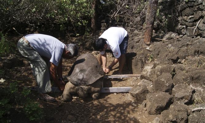 Muere en Galápagos ‘Solitario George’, la última tortuga macho de su especie