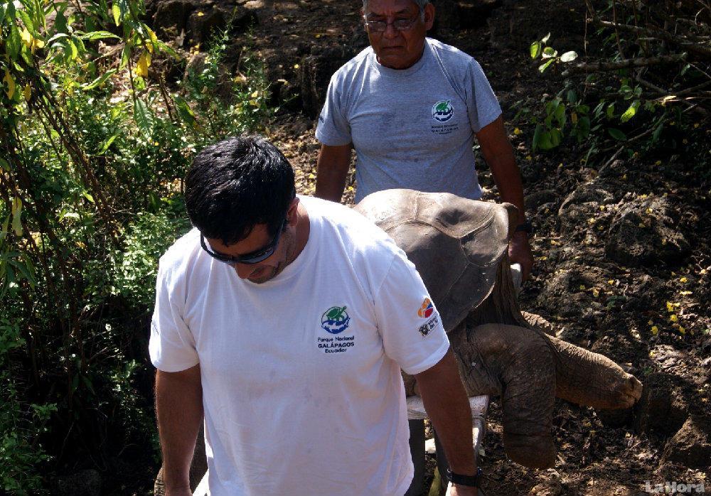 Muere en Galápagos ‘Solitario George’, la última tortuga macho de su especie