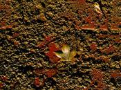 Hoja tierra: #RetoTierra