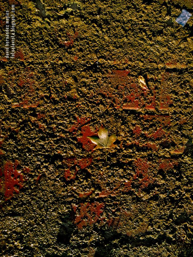 Hoja a la tierra: #RetoTierra