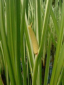 Flora en peligro de extinción en Venezuela Las monocotiledóneas ( en donde se encuentran aráceas, lirios, jengibre, orquídeas, irises, palmeras, pastos y los cereales)