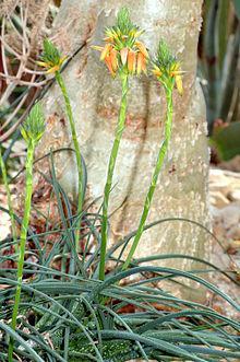 Flora en peligro de extinción en Venezuela Las monocotiledóneas ( en donde se encuentran aráceas, lirios, jengibre, orquídeas, irises, palmeras, pastos y los cereales)