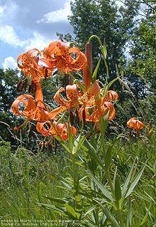 Flora en peligro de extinción en Venezuela Las monocotiledóneas ( en donde se encuentran aráceas, lirios, jengibre, orquídeas, irises, palmeras, pastos y los cereales)