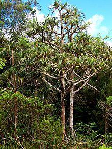 Flora en peligro de extinción en Venezuela Las monocotiledóneas ( en donde se encuentran aráceas, lirios, jengibre, orquídeas, irises, palmeras, pastos y los cereales)