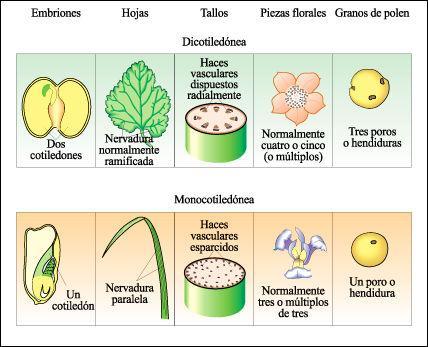 Flora en peligro de extinción en Venezuela Las monocotiledóneas ( en donde se encuentran aráceas, lirios, jengibre, orquídeas, irises, palmeras, pastos y los cereales)