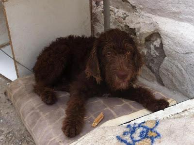 ¡Hay que rescatar a Moka antes que derriben la casa!! NECESITA URGENTE ACOGIDA O ADOPCIÓN. (MALAGA)