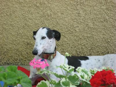 En San Juan, sanjuaneo...!!