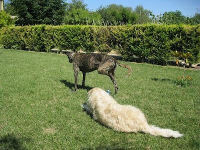 En San Juan, sanjuaneo...!!