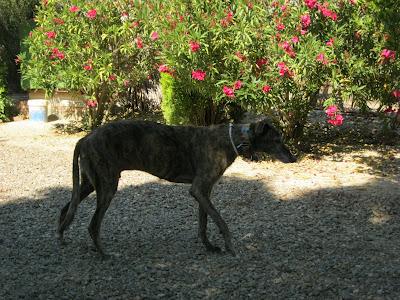 En San Juan, sanjuaneo...!!