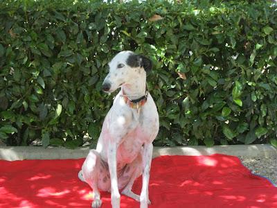 En San Juan, sanjuaneo...!!