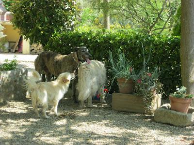 En San Juan, sanjuaneo...!!