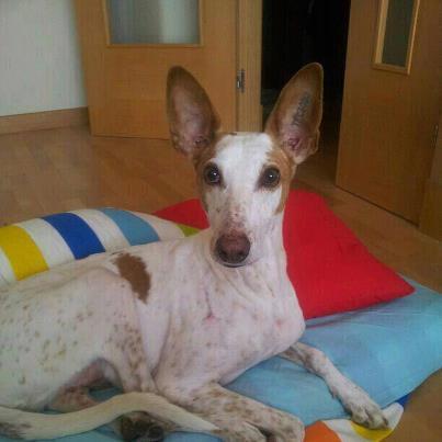 Foto: Carmelo llegó a Apanot en septiembre de 2010 en muy malas condiciones y muy enfermo de filaria. Con el tratamiento la superó. Más tarde se rompió la traquea por un golpe y lo tuvieron que operar. Y estando recuperandose de la operación se escapó y lo atropelló un coche. Se pasó toda la noche tirado en la carrtera, porque ni quien lo atropelló ni quien lo vió se digno a ni avisar. Cadera rota, otra operación. Ahora está en adopción con www.galgoastur.com acogido en nuestra casa. Tiene 9 años y medio, y está perfectamente de todo: corre, juega, es un mimoso empedirno y es el mejor del mundo entero. Es un campeón!!!!