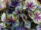 Heucheras: cintas color sombra