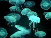 Para picaduras medusas agua caliente anestésicos tópicos