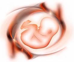 Semanas del primer trimestre de embarazo