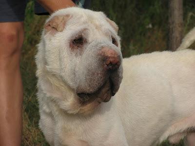 Copo, Shar Pei de 3 años con Leishmania busca familia, es un trozo de pan URGENTE.(CADIZ)