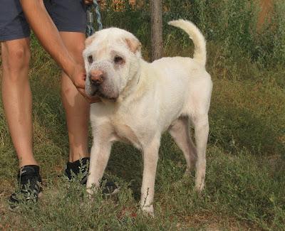 Copo, Shar Pei de 3 años con Leishmania busca familia, es un trozo de pan URGENTE.(CADIZ)