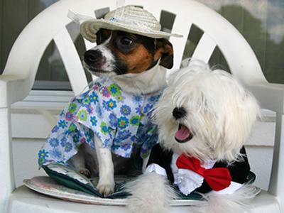 Colombia. El Consejo de Estado advirtió que los animales no pueden ser tratados como simples objetos y que también tienen derechos