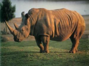 Nació un rinoceronte de Sumatra una especie muy extraña y en peligro de extinción