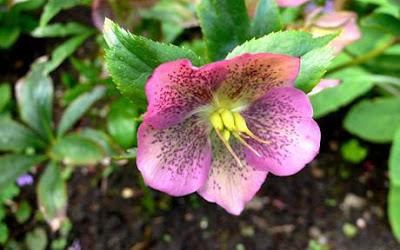 4 razones principales para hacer crecer Hellebores