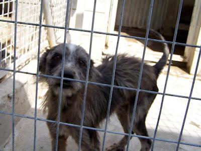 MUY URGENTE!! Mestiza (2/3años), tamaño mediano/pequeño con Leishmania abandonada en Movera. (Zaragoza)