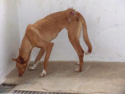 Esta preciosa podenca está en la perrera, si no sale nada la matan mañana.