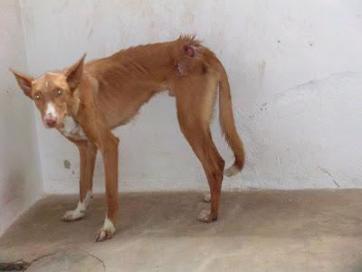 Esta preciosa podenca está en la perrera, si no sale nada la matan mañana.