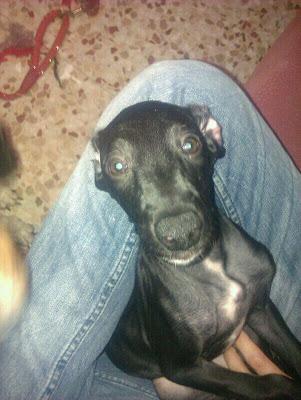 MUY URGENTE!! Estas 4 preciosas galguitas de 3 meses y medio necesitan un hogar.