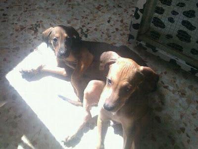 MUY URGENTE!! Estas 4 preciosas galguitas de 3 meses y medio necesitan un hogar.