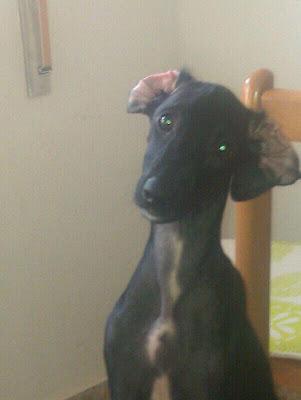 MUY URGENTE!! Estas 4 preciosas galguitas de 3 meses y medio necesitan un hogar.