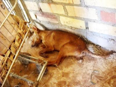 Estrella, una semana tirada sin recibir ayuda.