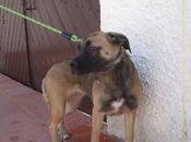 BEBA, meses tam. mediano adopción, Refugio Viento‏. (Murcia)