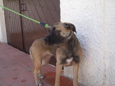 BEBA, 8 meses tam. mediano en adopción, Refugio del Viento‏. (Murcia)