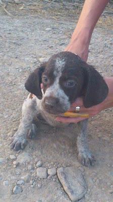 20 CACHORRITOS ABANDONADOS EN CONDICIONES LAMENTABLES. (GRANADA)