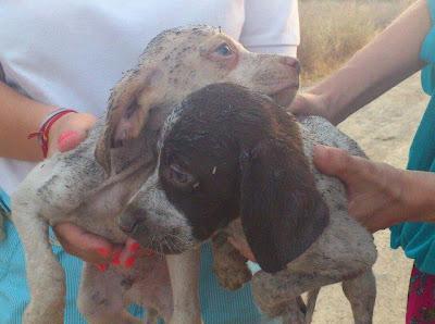 20 CACHORRITOS ABANDONADOS EN CONDICIONES LAMENTABLES. (GRANADA)