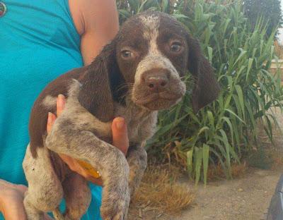 20 CACHORRITOS ABANDONADOS EN CONDICIONES LAMENTABLES. (GRANADA)