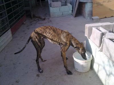 Voyka, galgo con problemas de coordinación es un CASO ESPECIAL, necesita adopción.