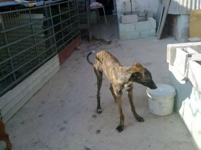 Voyka, galgo con problemas de coordinación es un CASO ESPECIAL, necesita adopción.