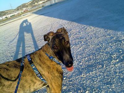 Voyka, galgo con problemas de coordinación es un CASO ESPECIAL, necesita adopción.