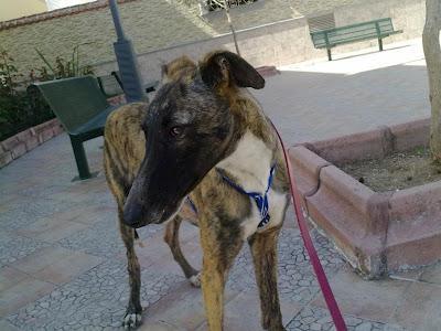 Voyka, galgo con problemas de coordinación es un CASO ESPECIAL, necesita adopción.