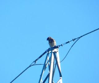 Culebreras en plena actividad