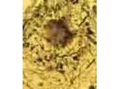 Ankirina posible diana terapèutica para alzheimer