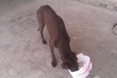 BRACO FAMELICO Y ENFERMIZO A 40 GRADOS EN SEVILLA.