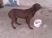 Braco famelico enfermizo grados sevilla.