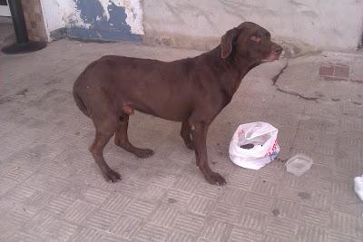BRACO FAMELICO Y ENFERMIZO A 40 GRADOS EN SEVILLA.