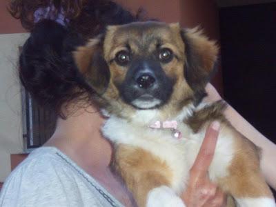 COLLAR, tam.pequeño 1 año, en adopción Refugio del Viento. (Murcia)