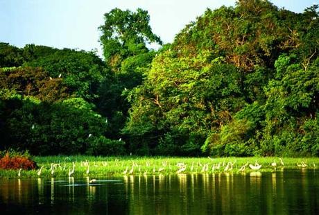 Amazonas, un ejemplo de preservación.