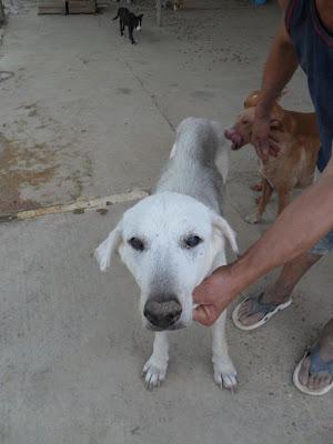 URGENTE!! BLANCA, ESTA ENFERMA, NECESITA IR AL VETERINARIO. (SEVILLA)