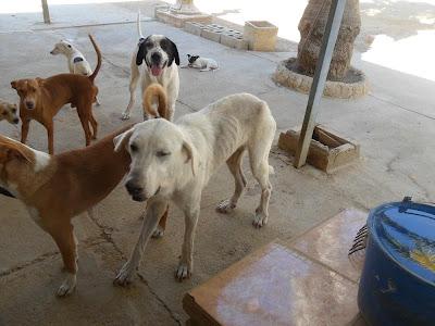 URGENTE!! BLANCA, ESTA ENFERMA, NECESITA IR AL VETERINARIO. (SEVILLA)